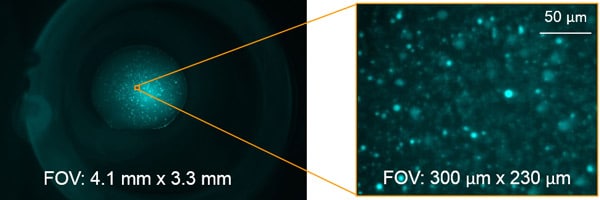 mfi-zoom mfi zoom