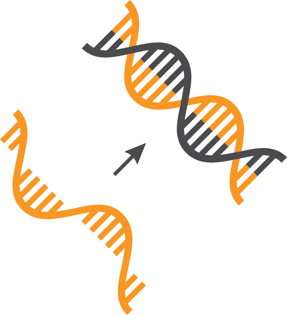 cDNA Synthesis NGS Sample Preparation - cDNA Synthesis
