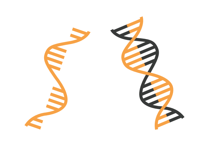 Nucleic Acid Workflows Nucleic Acid Workflows