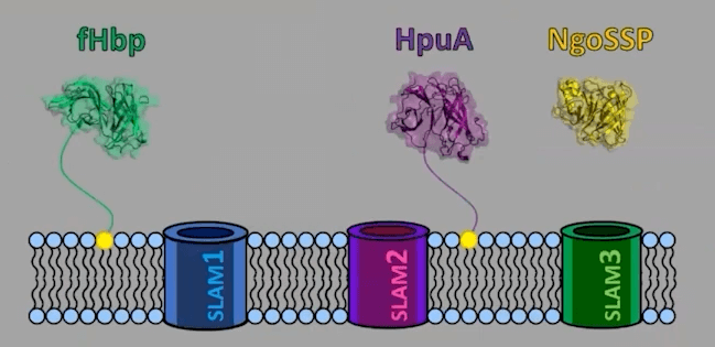 A Heterologous Secretion Platform to Power Structure Functions Studies for Surface Lipoproteins
