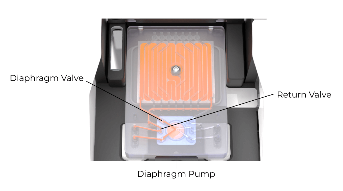 Valves and Diaphragm