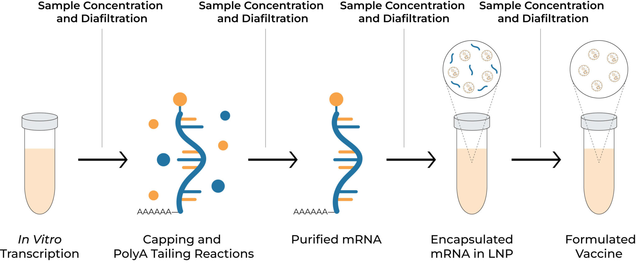 mRNA vaccine development workflow (1)
